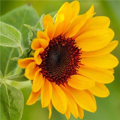 澳门天天免费资料大全下载app下载